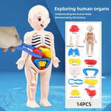 3D Human Body Organ Model