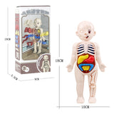3D Human Body Organ Model
